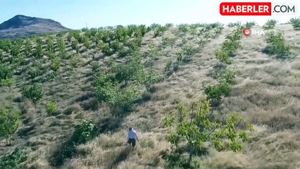 Robinson Crusoe'ya Belediye Desteği: Ziya Abay'ın Adası Sahipsiz Kalmayacak