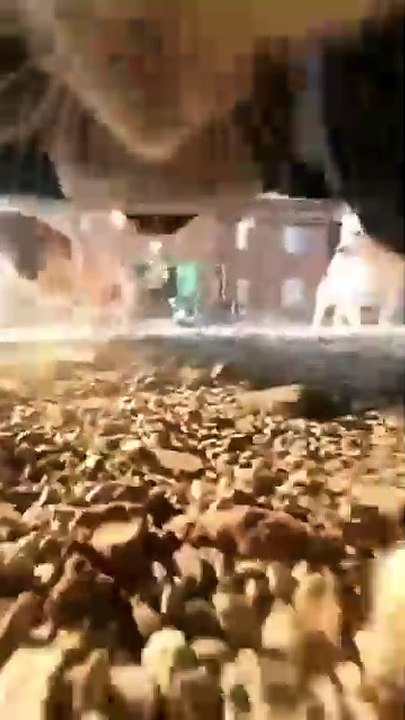 Voilà ce que vit un chat poursuivi par des chiens... intense