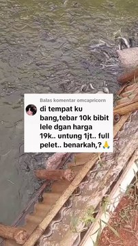 Tebar 10rb ekor, harga jual 19rb/kg, pakan full pelet, untung hanya 1jt, Benarkah itu❓