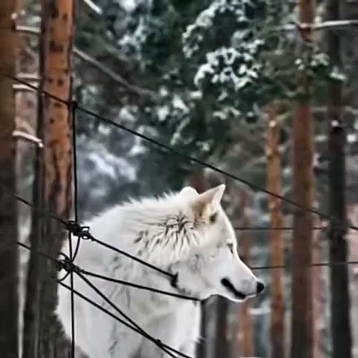 RESCUING SNOW WOLF  | The Funniest Animal Videos 2025 | Funny Dogs and Cats are here to Break your HEART | Funny Animal Moments | Fun Time | help | wolf | Family Fun | Entertainment Time | Daily