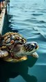 Turtle found with skin full of barnacles   | The Funniest Animal Videos 2025 | Funny Dogs and Cats are here to Break your HEART | Funny Animal Moments | Fun Time | help | wolf | Family Fun | Entertainment Time | Daily