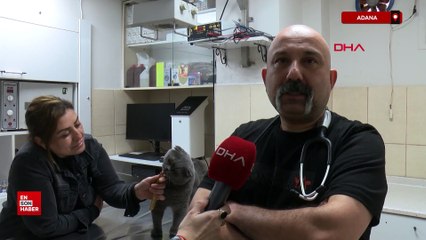 Adana'da, 6 milyonda 1 görülen çift cinsiyetli kedi ameliyat edildi