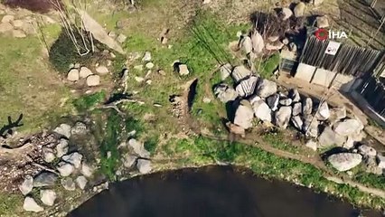 Bursa'da kış uykusu kaçan ayıların levrek ziyafeti kamerada