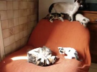 2008 05 02 Vidéo des chatons qui jouent