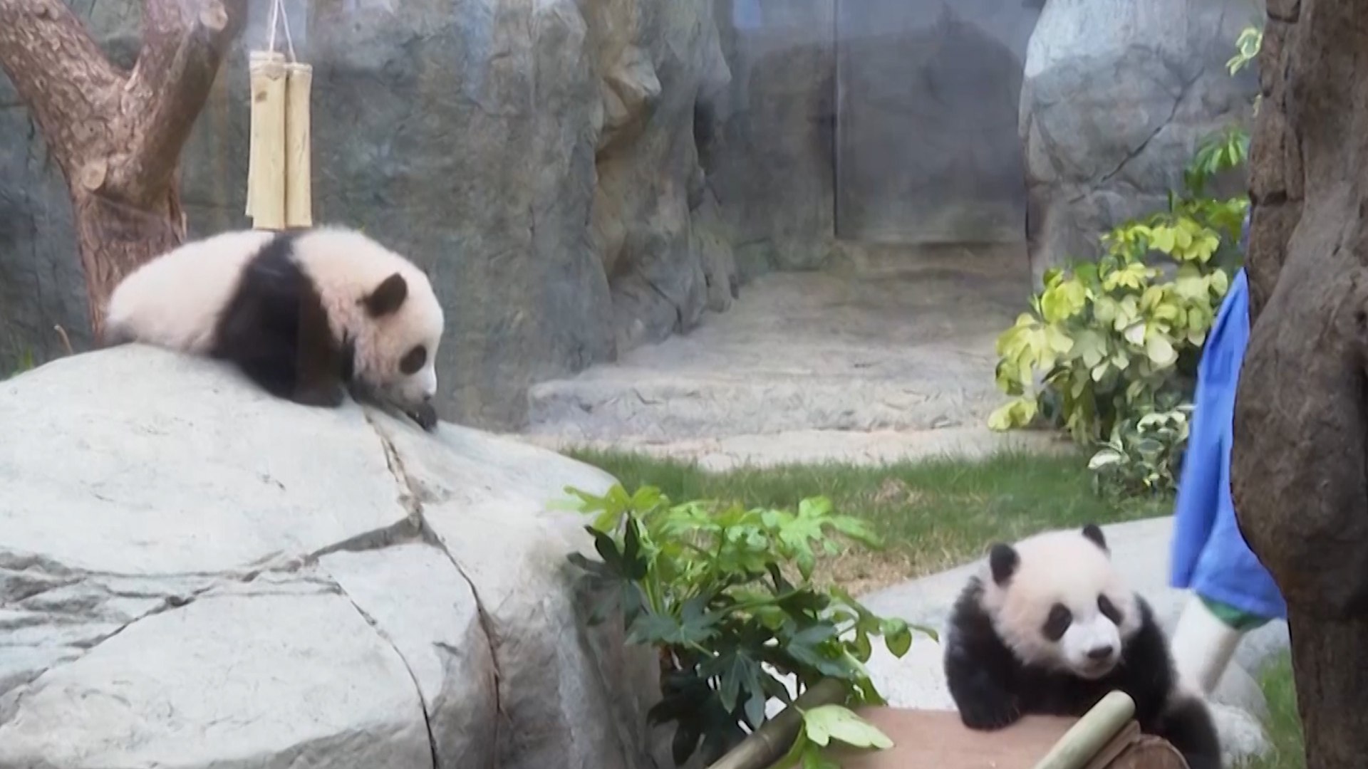 Las celebridades m�s j�venes de Hong Kong, un par de cachorros de panda de seis meses, se encontraron el domingo con sus admiradores en su primera aparici�n p�blica.
Los gemelos, nacidos el 15 de agosto, son los primeros cachorros de panda gigante nacidos en Hong Kong. Viven en el parque tem�tico Ocean Park junto con sus padres y otros dos pandas gigantes que llegaron de la China continental el a�o pasado.
Una multitud de visitantes se agolp� el domingo en el parque tem�tico para vislumbrar a los pandas dentro de su recinto. Los pandas trepaban por un tronco de �rbol o dorm�an en un columpio ante la mirada de sus cuidadores.