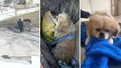 İple ayaklarını bağladığı köpeği çöpe attığı anlar güvenlik kamerasına yansıdı