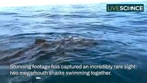 Rare Megamouth Shark Sighting