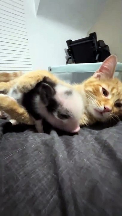 Everybody loves bacon