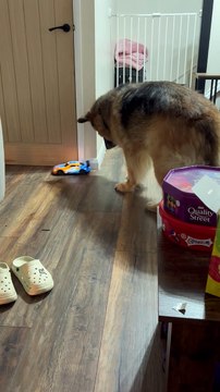 Adorable dog is super interested in drifting RC car despite his dislike of new things