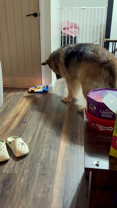Adorable dog is super interested in drifting RC car despite his dislike of new things