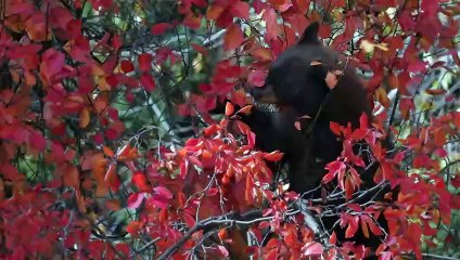 Black Bears: The Most Common Bear in North America