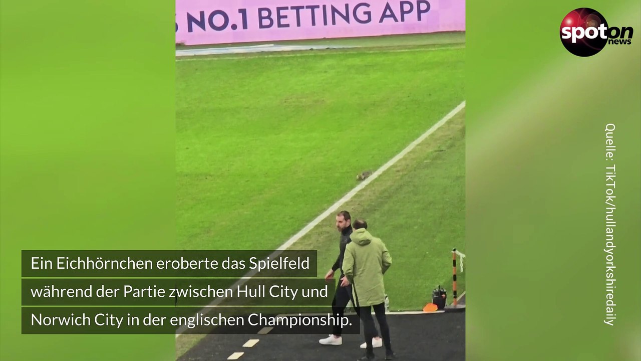 Eichhörnchen wirbelt fußballspiel auf - und dann fällt das tor!