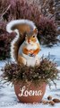 Meet Loena – The Cutest Squirrel You'll Ever Se