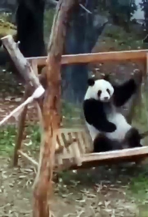 Funny animals video