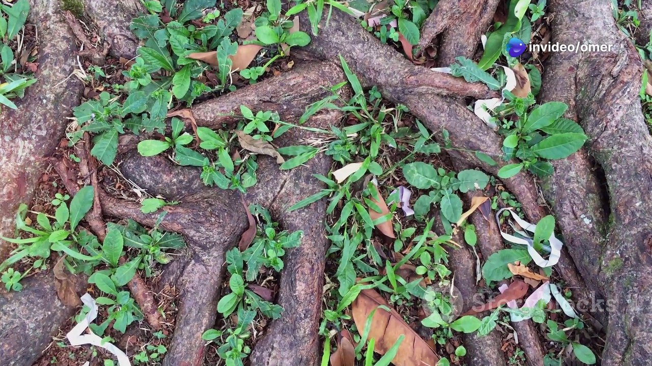 The Secret Language of Trees_ How Forest 1