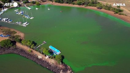 I capibara nel lago Salto Grande riemergono completamente tinti di verde