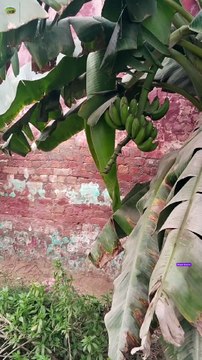 Banana fruits cultivation|banana plants|banana|garden scene|gardening
