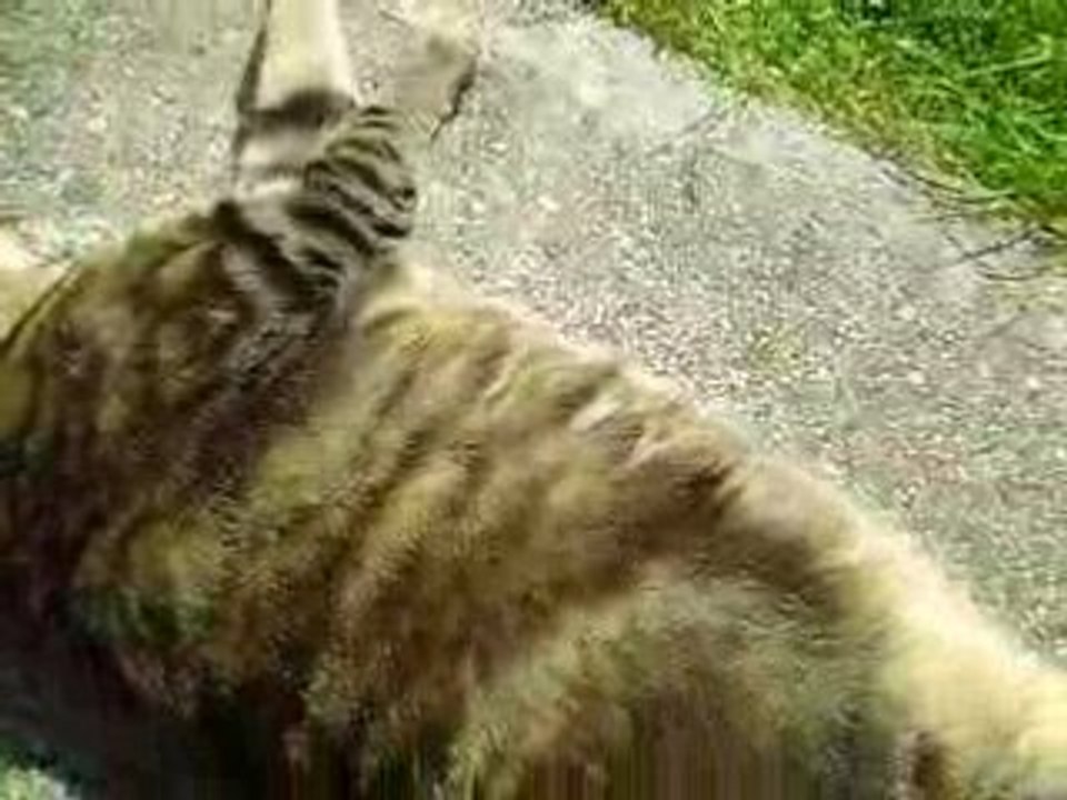 ma tite minette