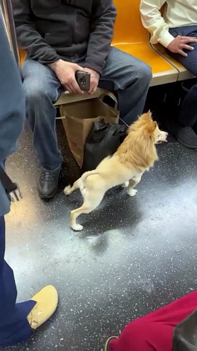 Is they dog or king ?