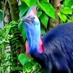 Dangerous birds in the world #karmawal #videos
