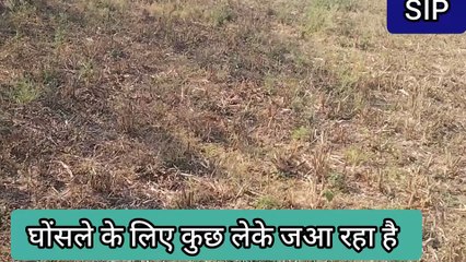 spot out a sparrow in grass field