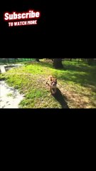 Wild Animals Reacting to Drones Part 1