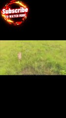 What Happens When WILD Animals See a Drone Part 2