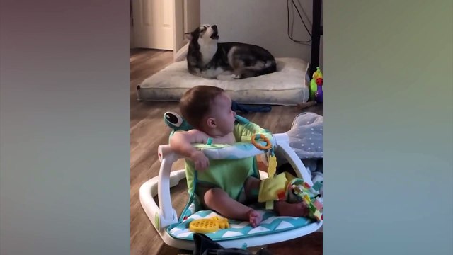 Funny Babies Playing with Dogs Compilation - Funny Baby and Pets