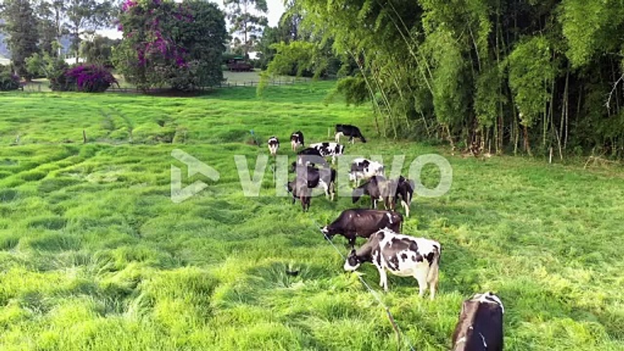 Aerial Dolly Cinematic Shot Of Holstein Cows Grazing On Green Meadows Ready To Produce Organic Milk