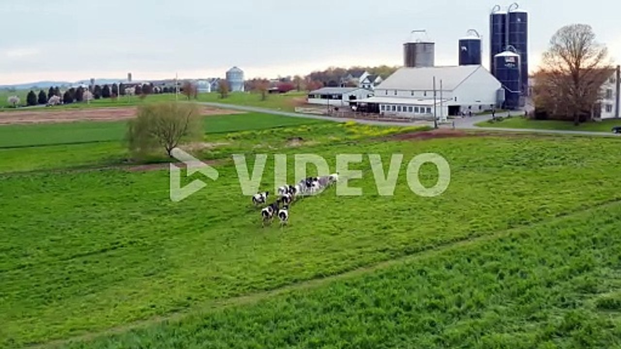 Dairy milk industry theme