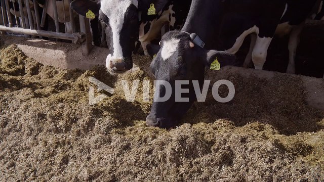 Modern farm barn with milking cows eating hayCows in cowshed,Calf feeding on farm,Agriculture industry