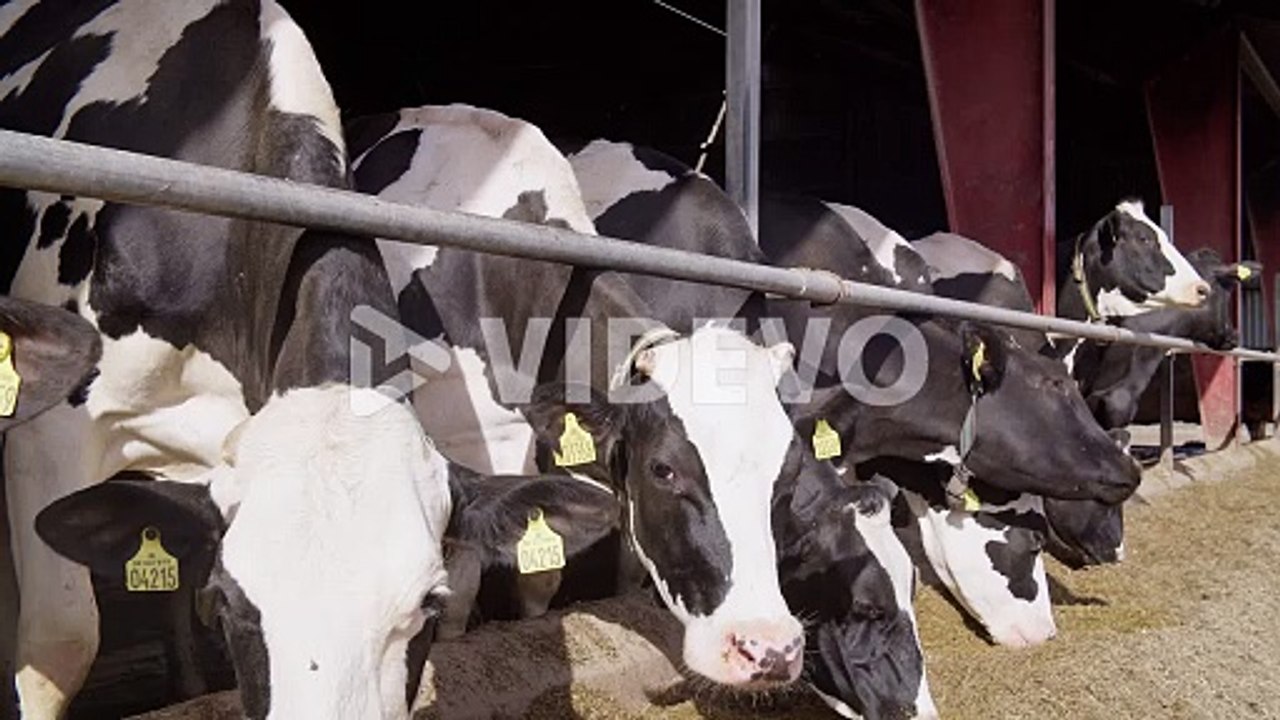 Feeding cows with hay on a dairy farm