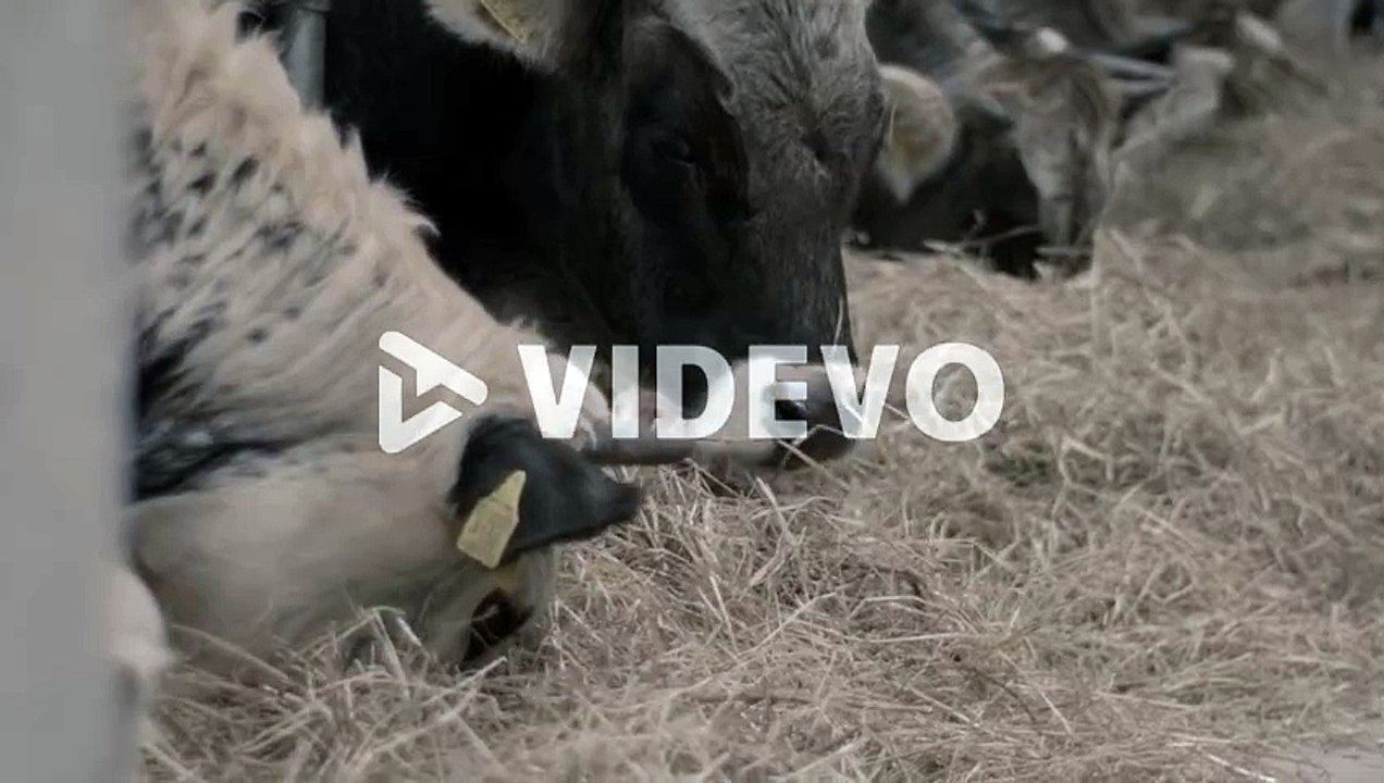Close up on dairy cows eating hay in a barn on ranch