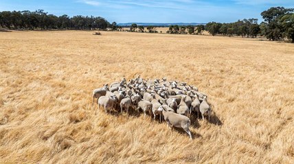 Versatile farm aggregation for sale at Rutherglen.