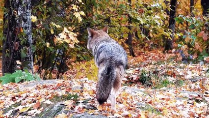 50 Insane Facts About the Animal Kingdom’s Wildest Twists