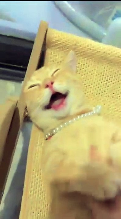 Hund jagt seinen Schatten! 20250217