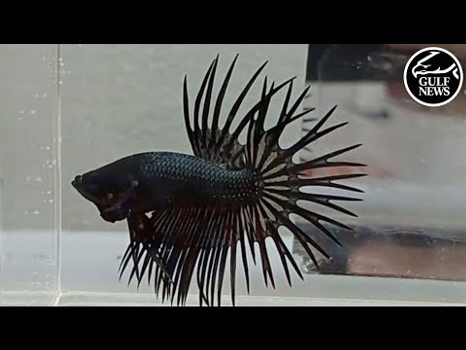 UAE's Betta enthusiasts celebrate the crowning of best fighter fishes