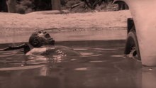 Film Français:  Le Salaire de La Peur - Grand Accident 2
