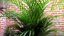 Cuidados de la PALMA ARECA