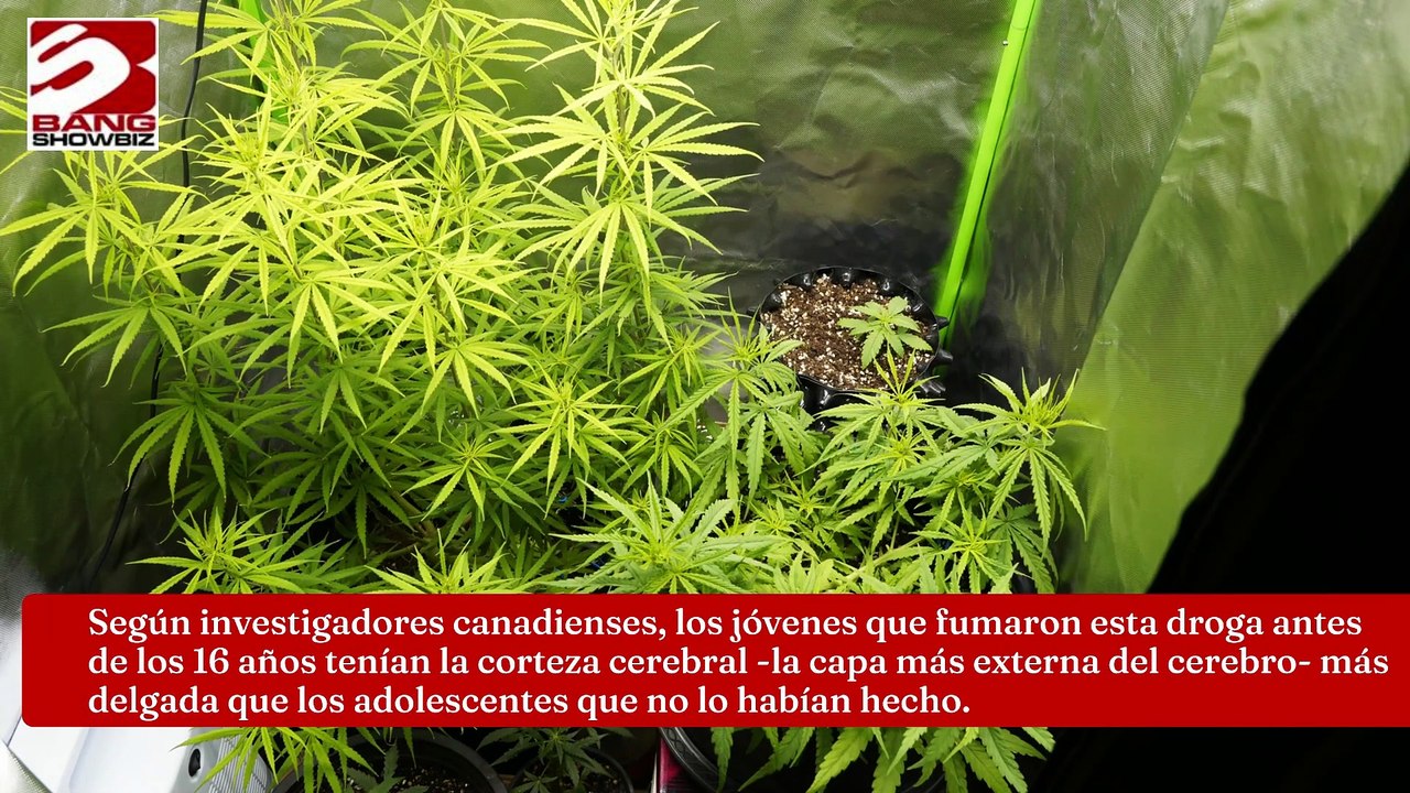 Fumar cannabis daña el cerebro de los adolescentes