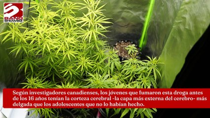 Fumar cannabis daña el cerebro de los adolescentes