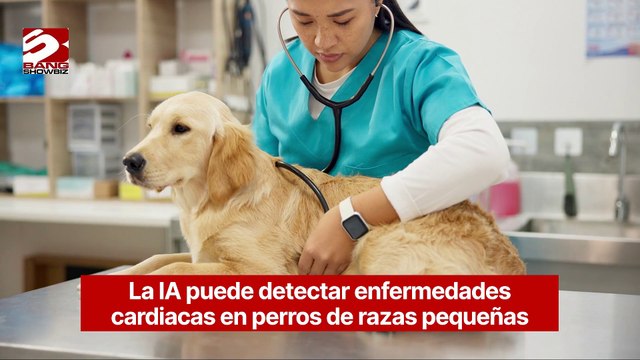 La IA puede detectar enfermedades cardiacas en perros de razas pequeñas