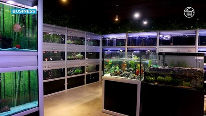 UAE’s pet industry thrives as residents splurge on ‘fur babies’