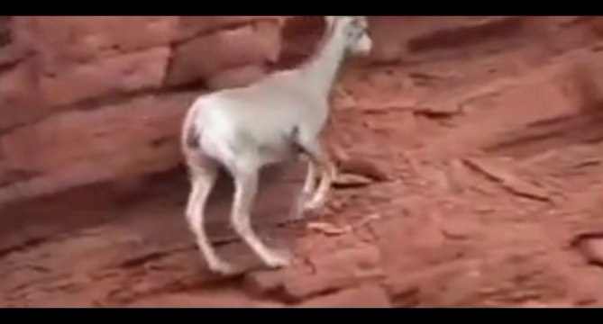 Markhor: The Elusive and Endangered King of the Mountains