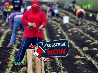 President Trump Immigration Crackdown May Shrink Workforce, Drive Inflation, and Hurt Key Industries - WorldEye