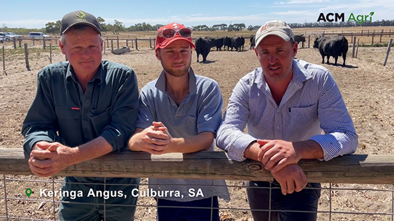 Keringa Angus bull sale
