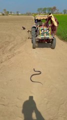 Black cobra naag with tractor #cobra #kingcobra #shorts #shortfeed