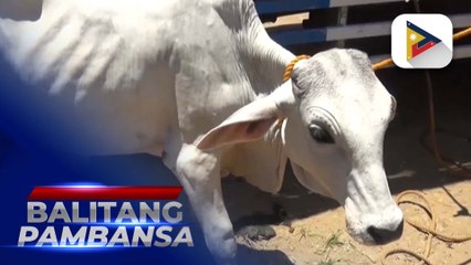 Isang makabagong dairy farm, planong itayo sa Ubay, Bohol, sa ilalim ng Philippine....