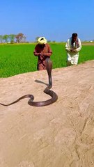 Big Cobra Attacks 2 Man Shocked