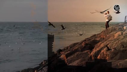 Winter seagulls in UAE: A natural spectacle of beauty and unity